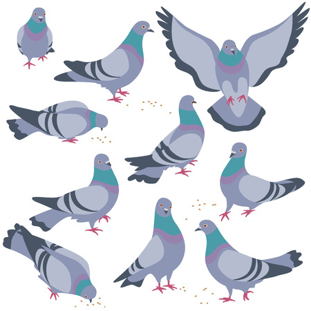 Detail Pigeons Clipart Nomer 5