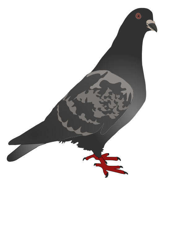 Detail Pigeons Clipart Nomer 51