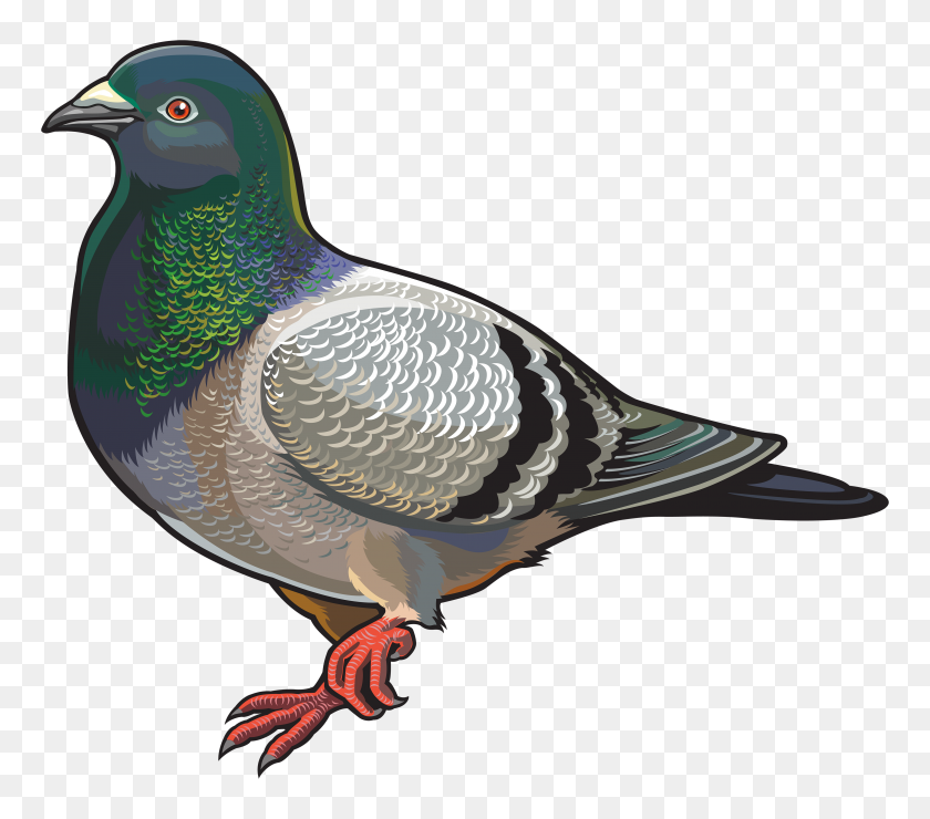 Detail Pigeons Clipart Nomer 9