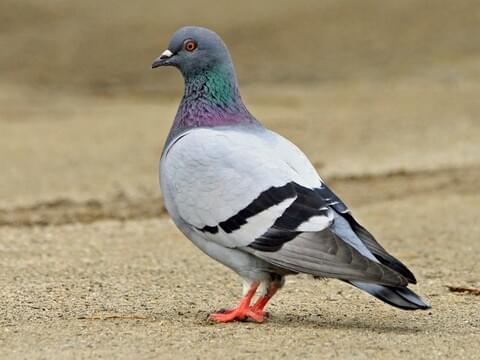 Detail Pigeons Image Nomer 2