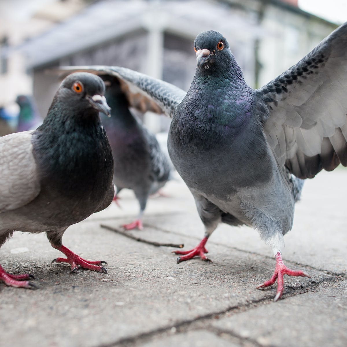 Detail Pigeons Image Nomer 11