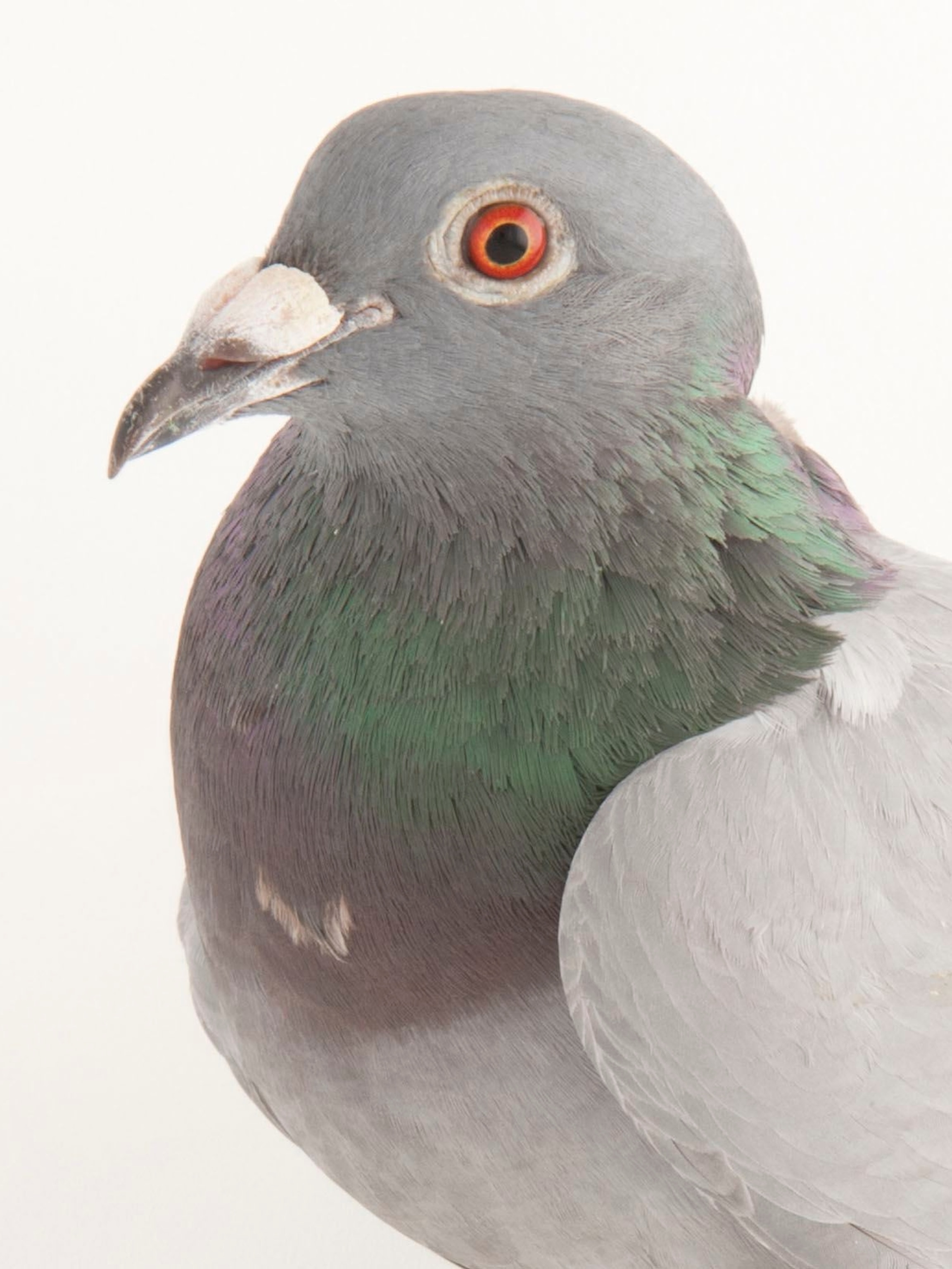 Detail Pigeons Image Nomer 13