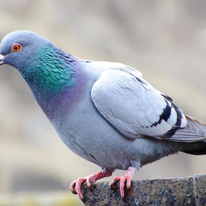 Detail Pigeons Image Nomer 14