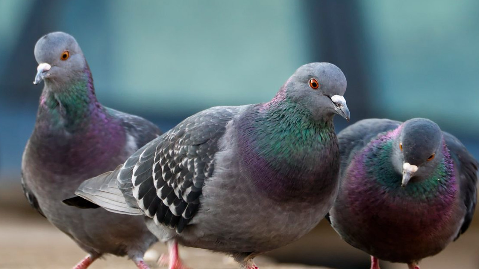 Detail Pigeons Image Nomer 15