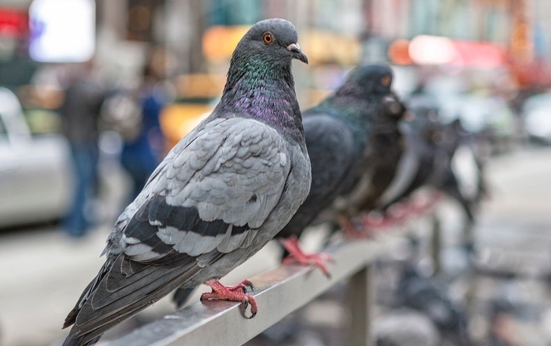 Detail Pigeons Image Nomer 16