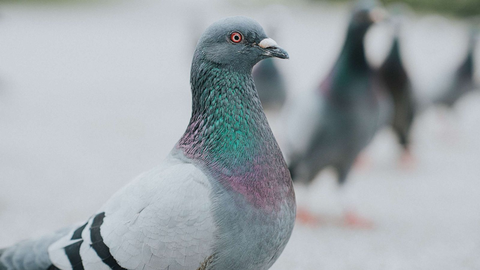 Detail Pigeons Image Nomer 17
