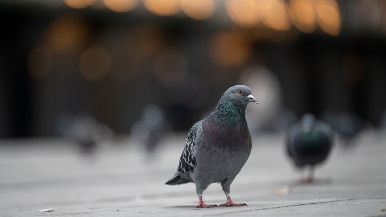 Detail Pigeons Image Nomer 18