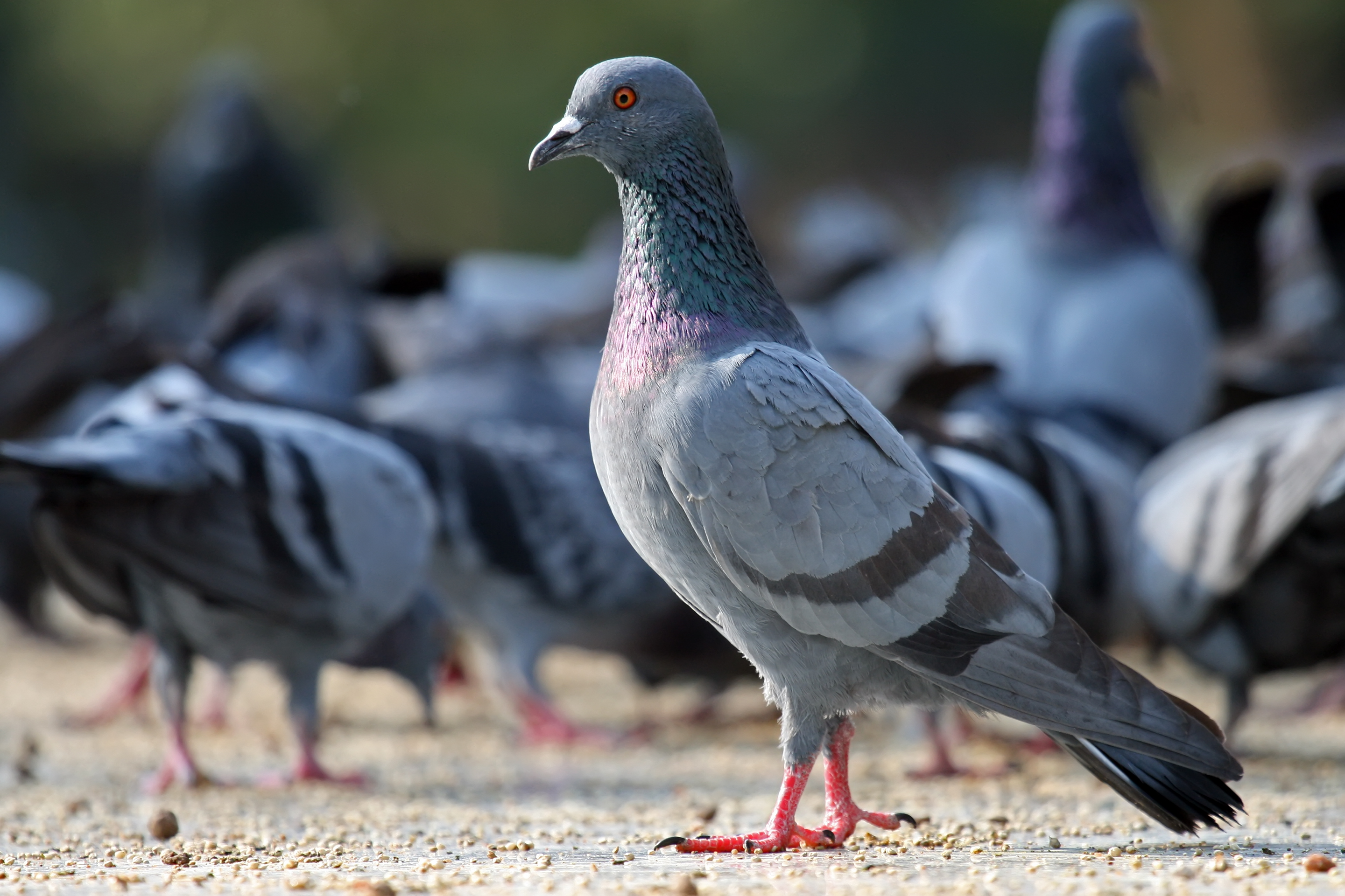 Detail Pigeons Image Nomer 3