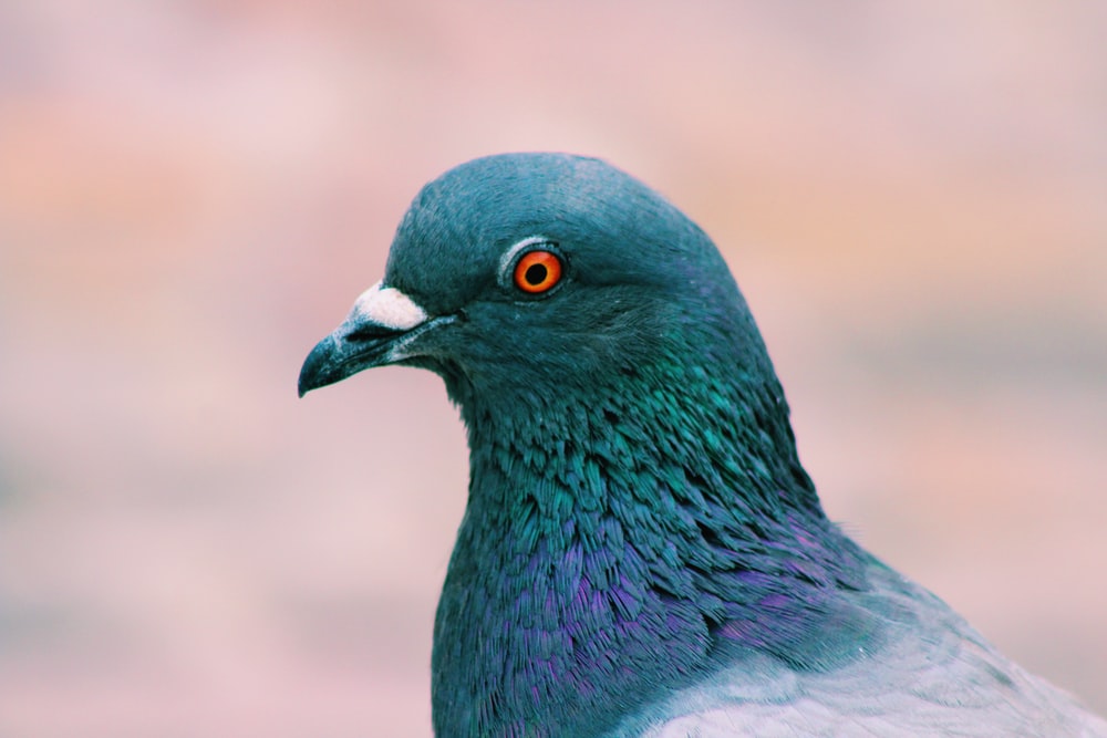 Detail Pigeons Image Nomer 20