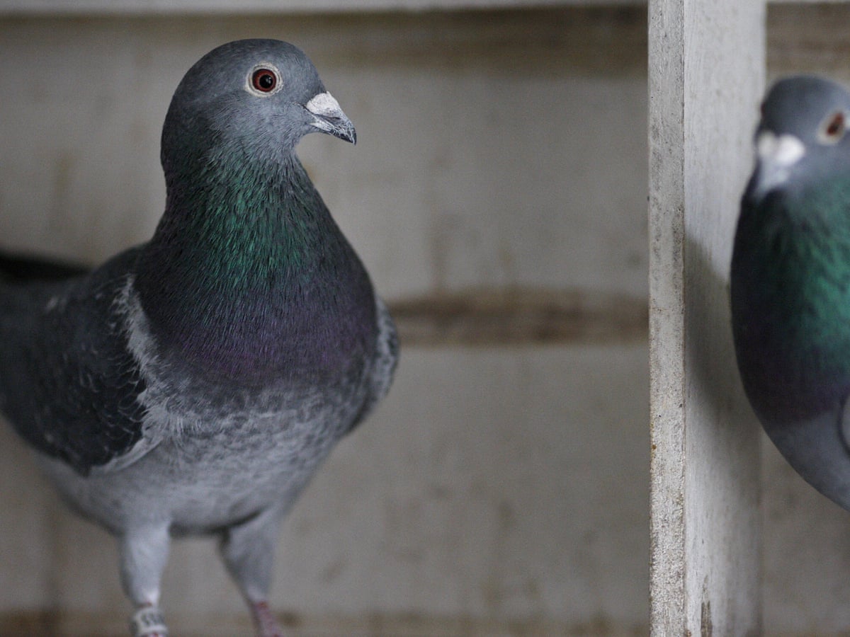 Detail Pigeons Image Nomer 23