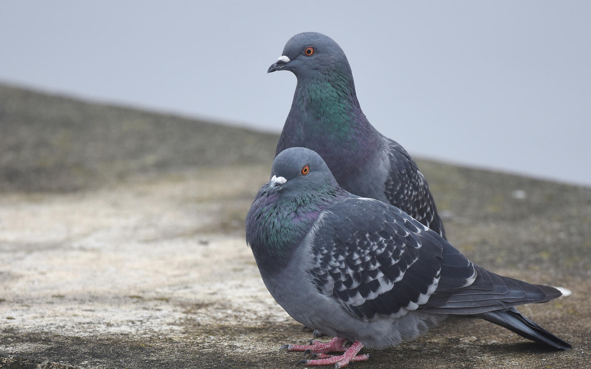 Detail Pigeons Image Nomer 25