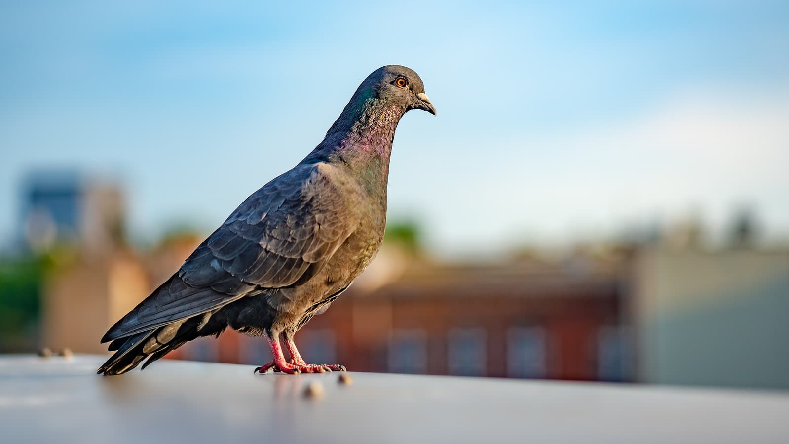 Detail Pigeons Image Nomer 28