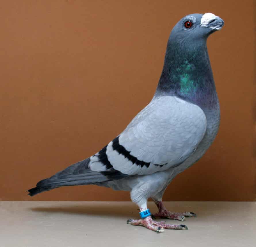 Detail Pigeons Image Nomer 31