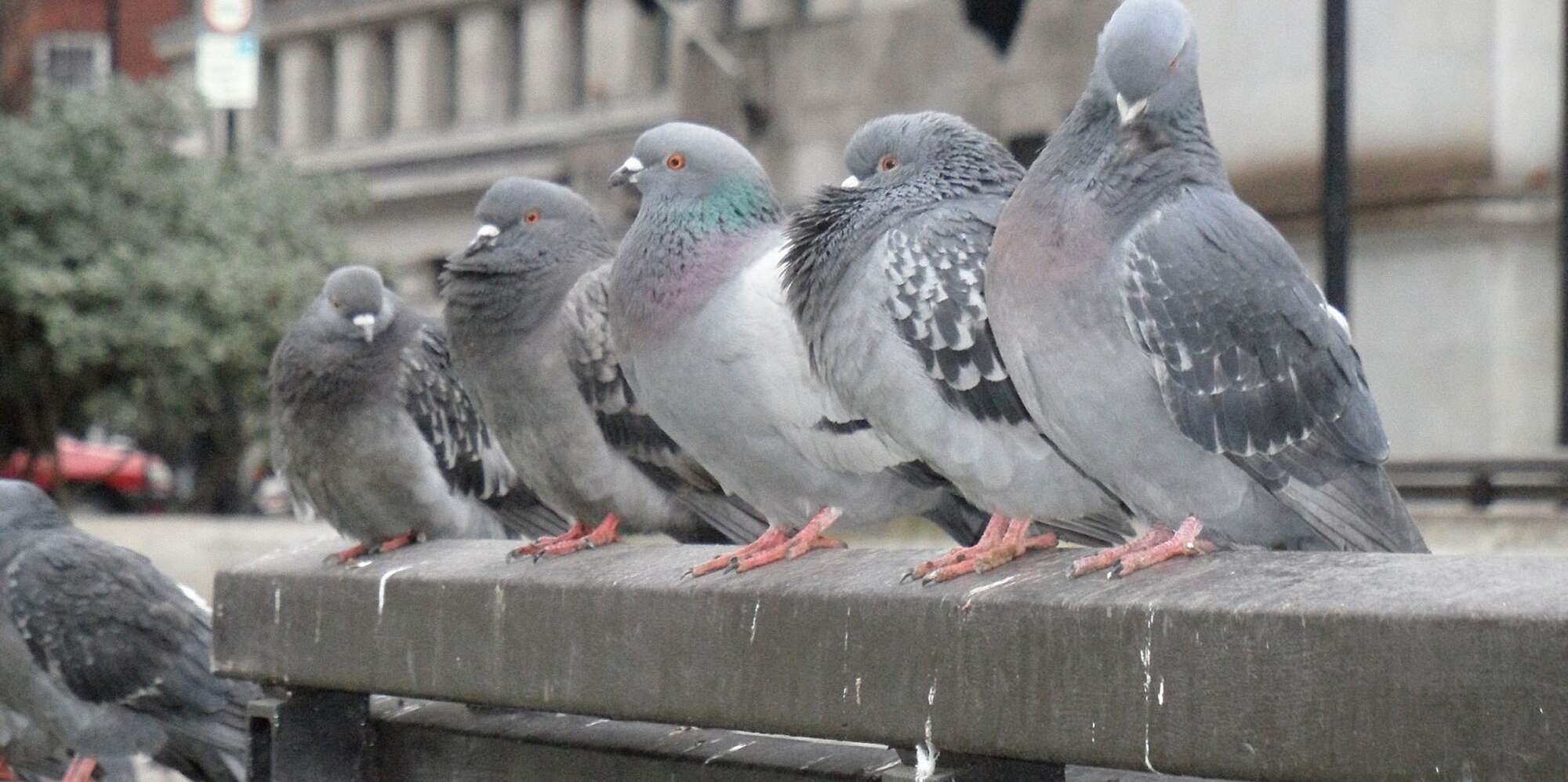 Detail Pigeons Image Nomer 32