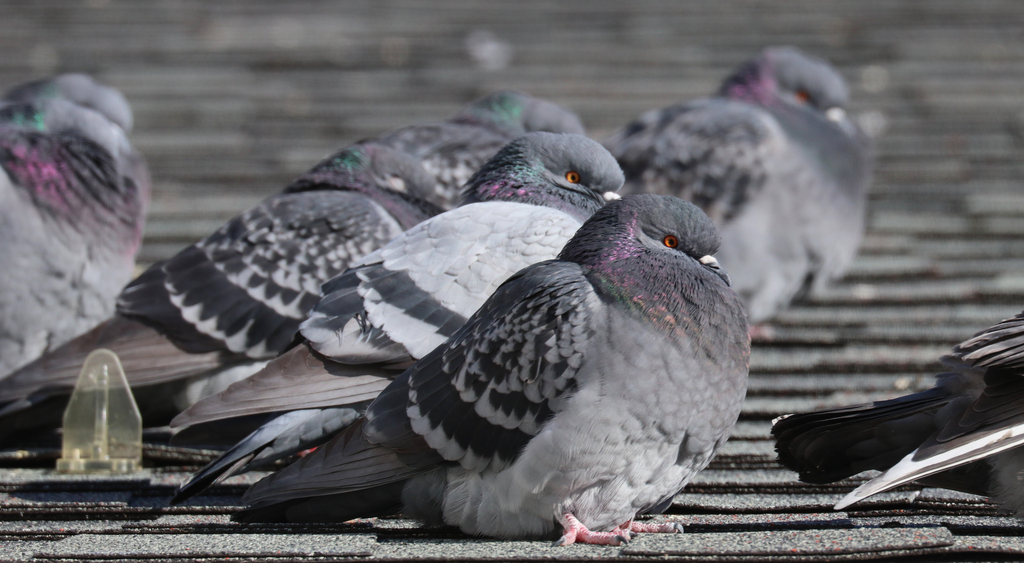 Detail Pigeons Image Nomer 34