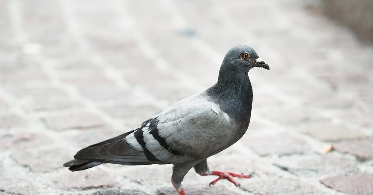 Detail Pigeons Image Nomer 36
