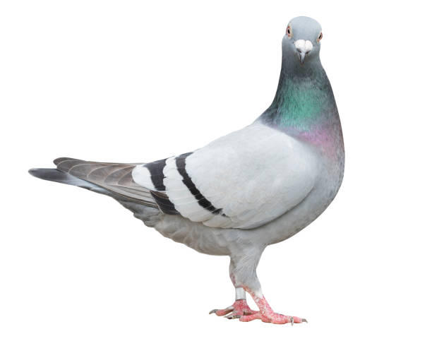 Detail Pigeons Image Nomer 5
