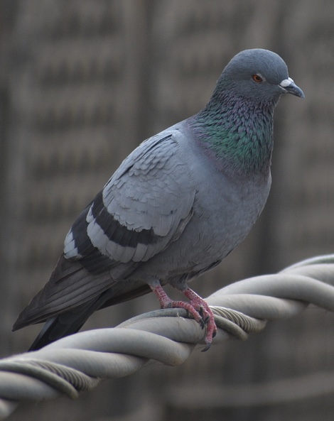 Detail Pigeons Image Nomer 39