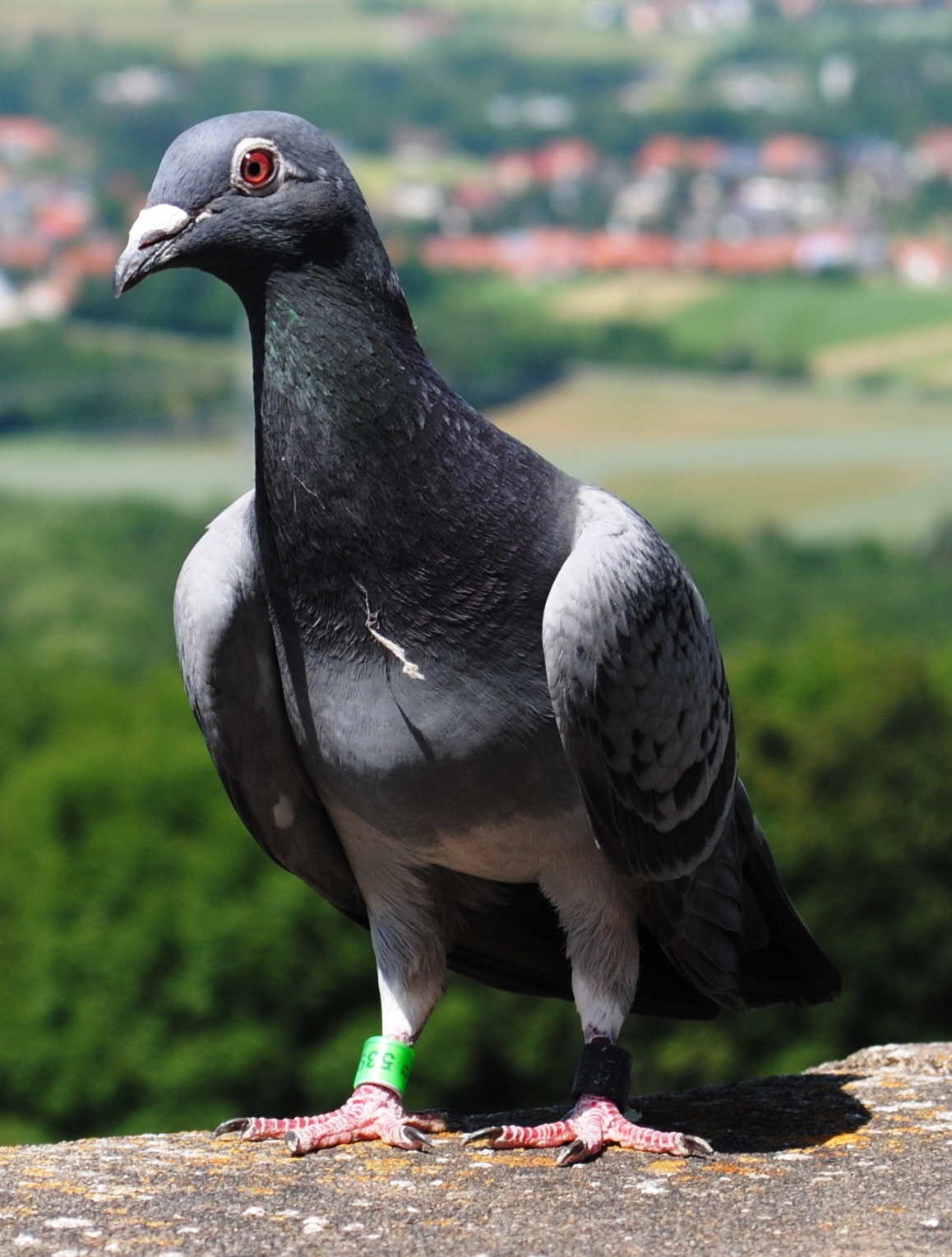 Detail Pigeons Image Nomer 40