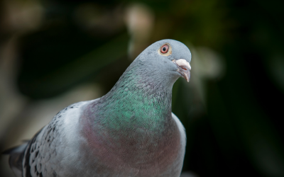 Detail Pigeons Image Nomer 41
