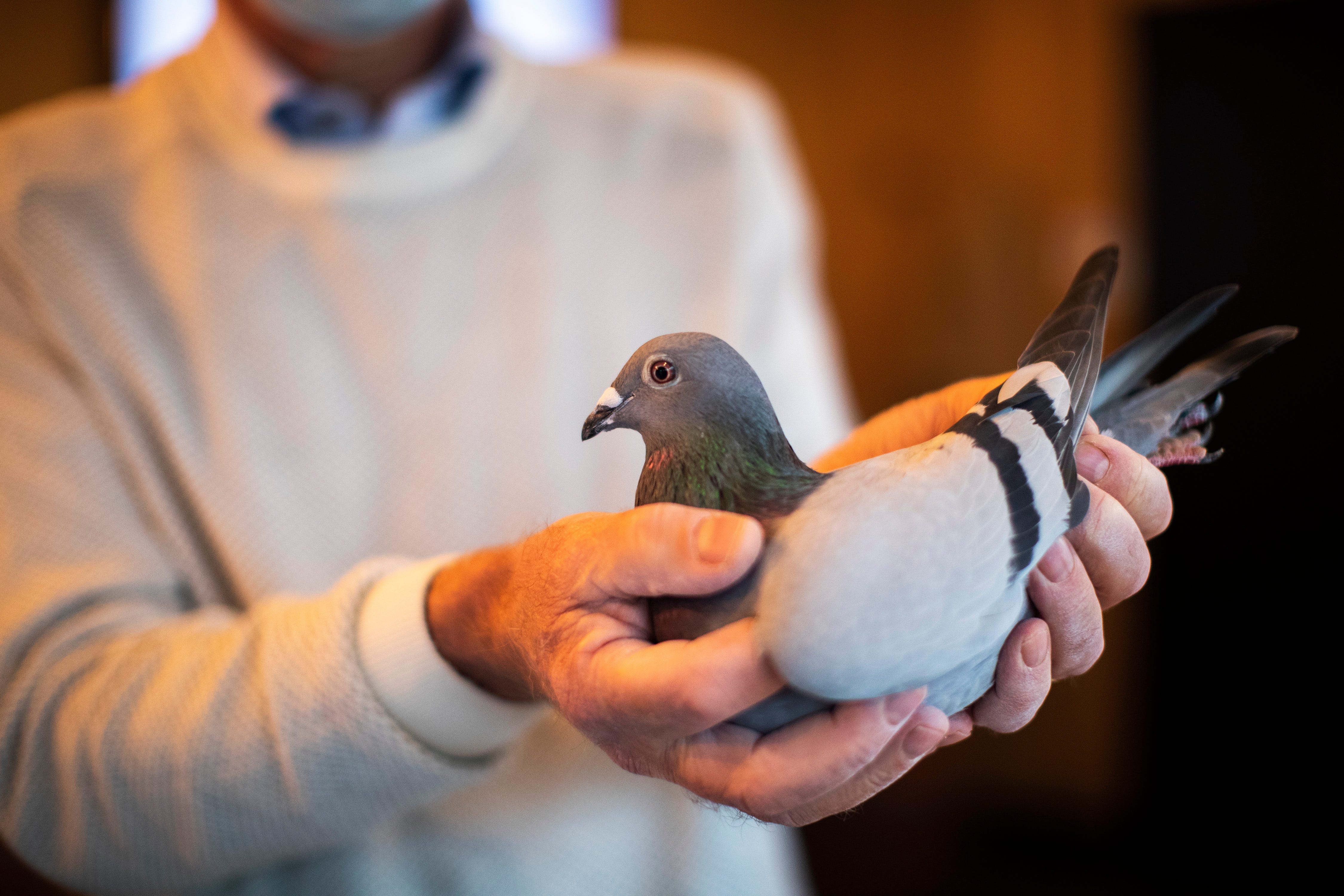 Detail Pigeons Image Nomer 42