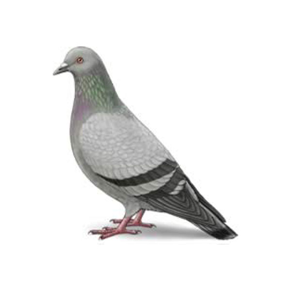 Detail Pigeons Image Nomer 43
