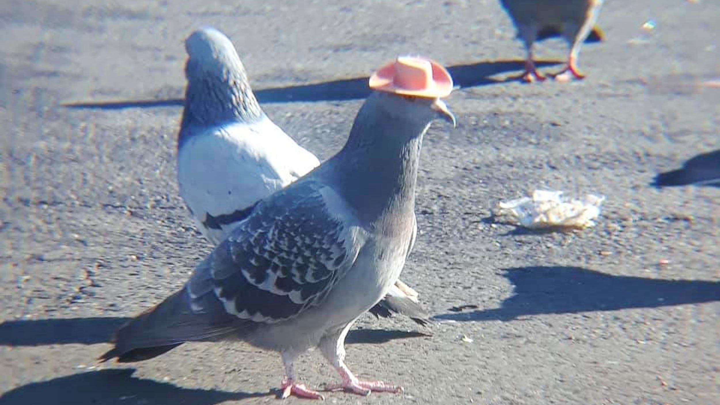 Detail Pigeons Image Nomer 44