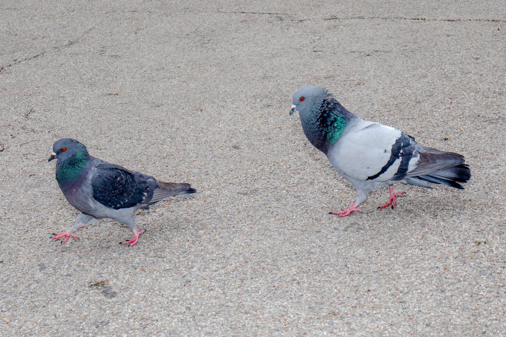 Detail Pigeons Image Nomer 6