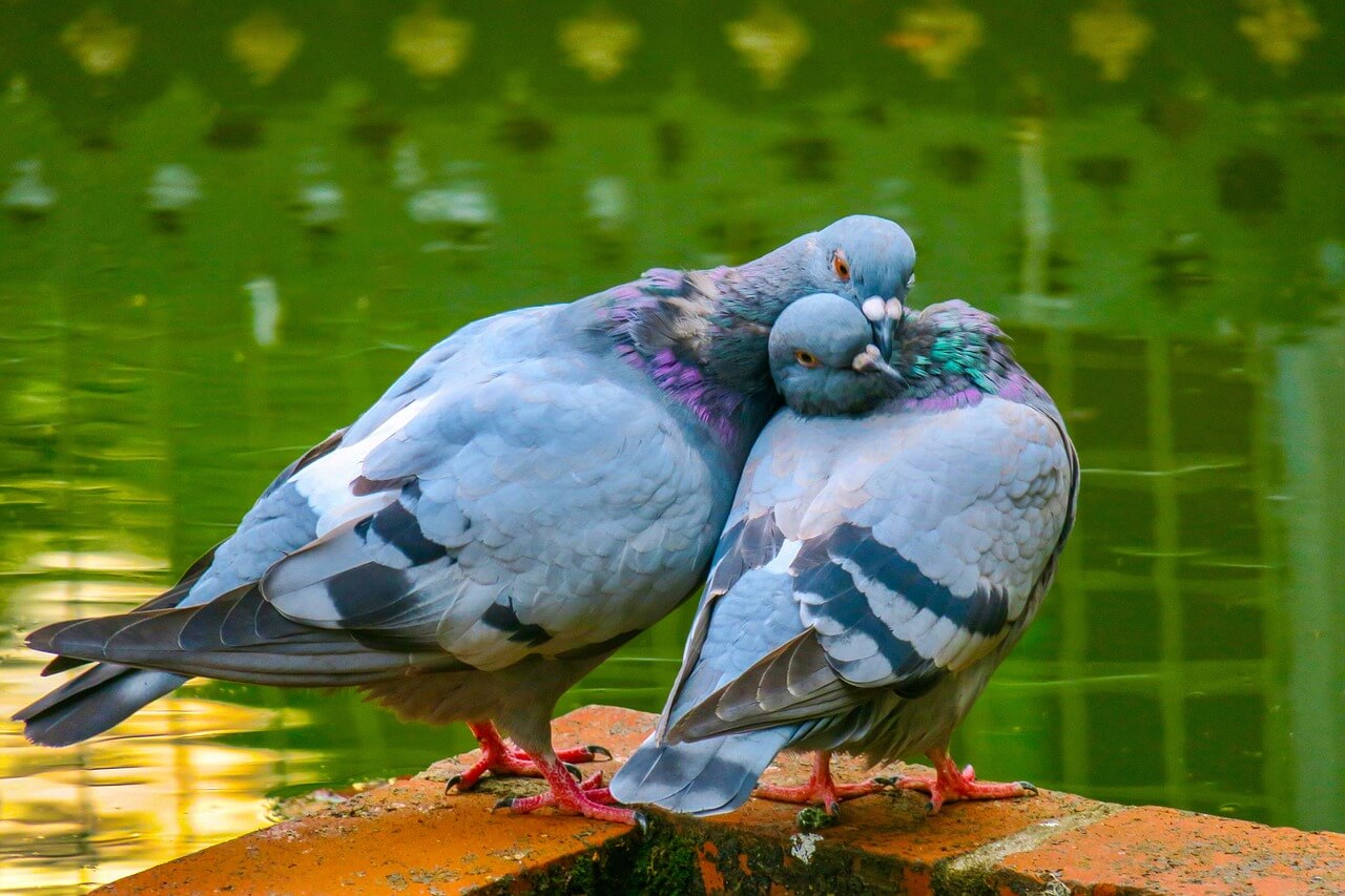 Detail Pigeons Image Nomer 48