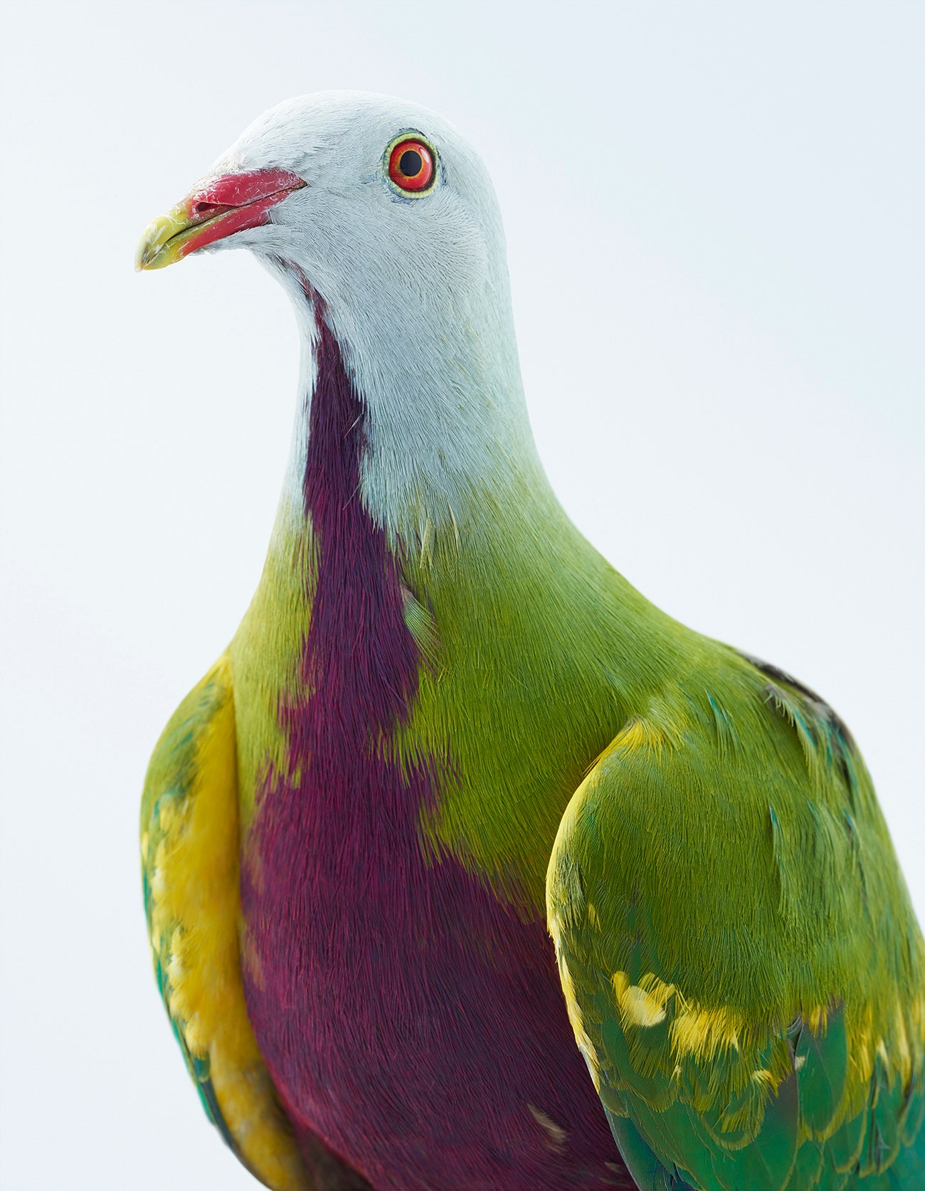 Detail Pigeons Image Nomer 50