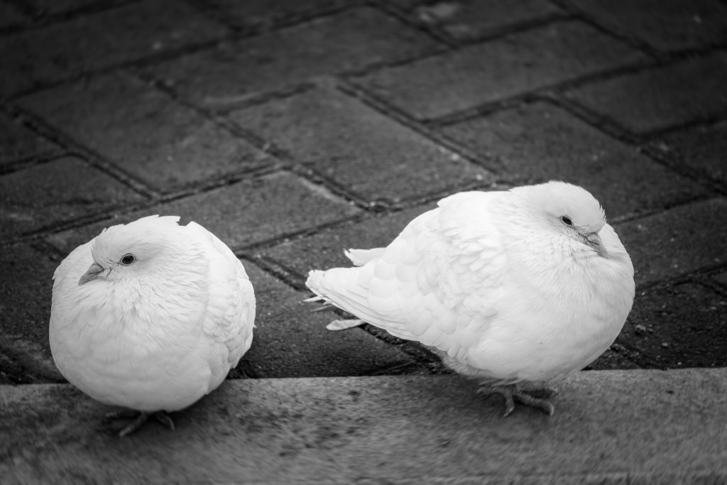 Detail Pigeons Image Nomer 53