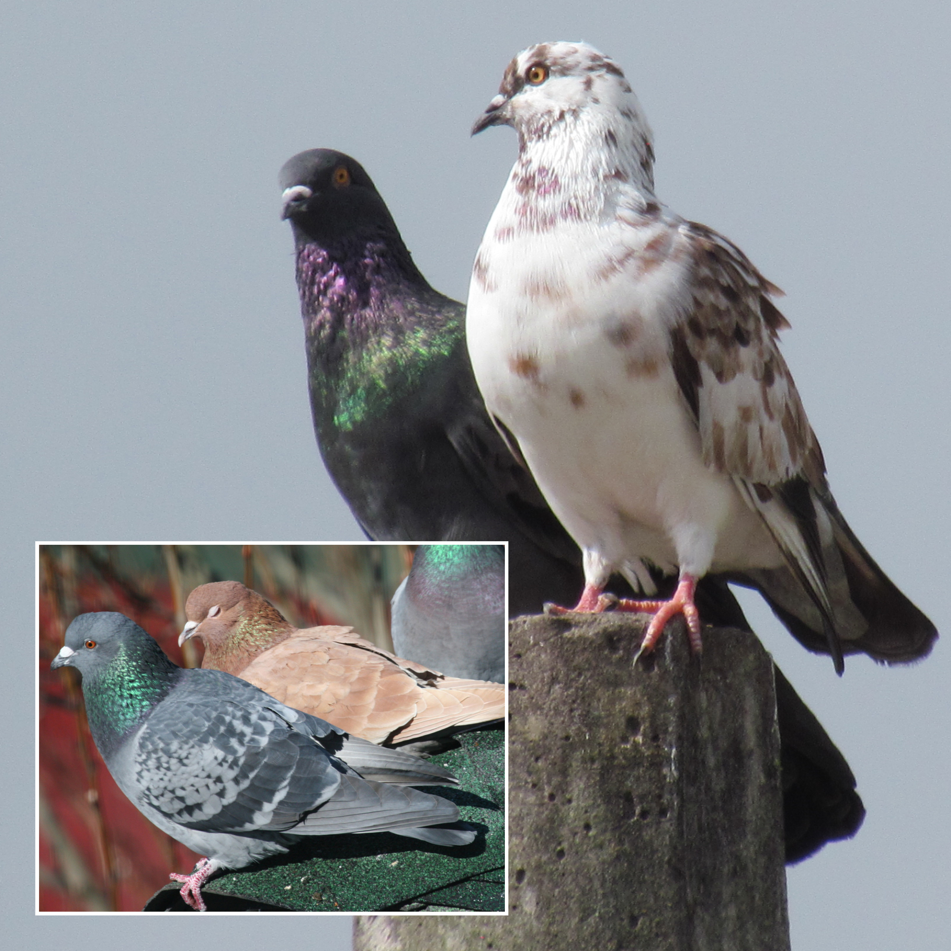 Detail Pigeons Image Nomer 55