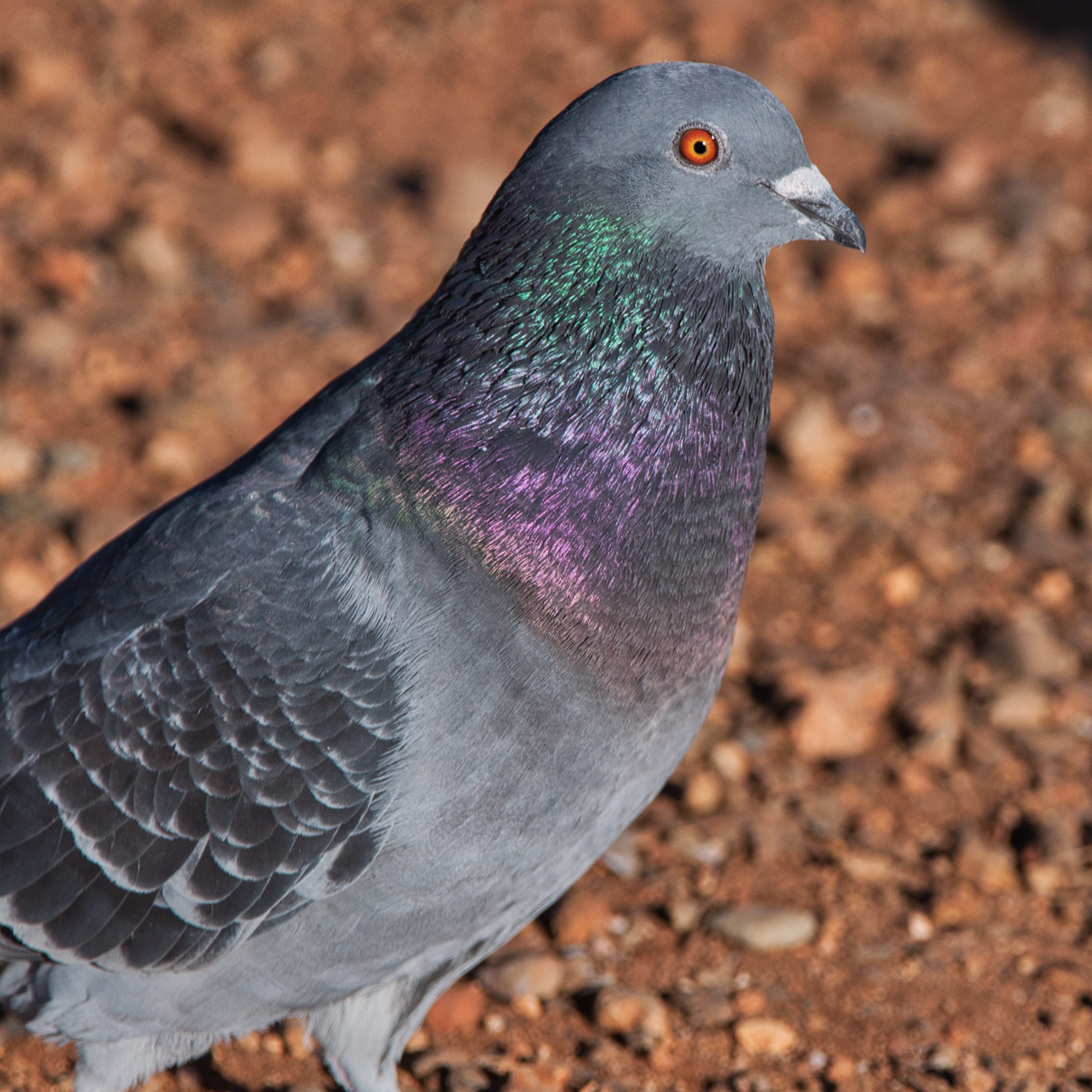 Detail Pigeons Image Nomer 8