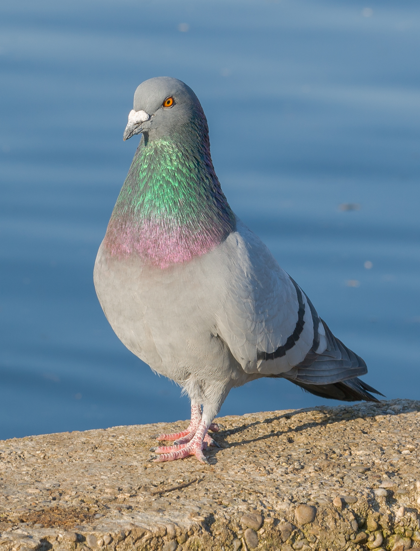 Detail Pigeons Image Nomer 10