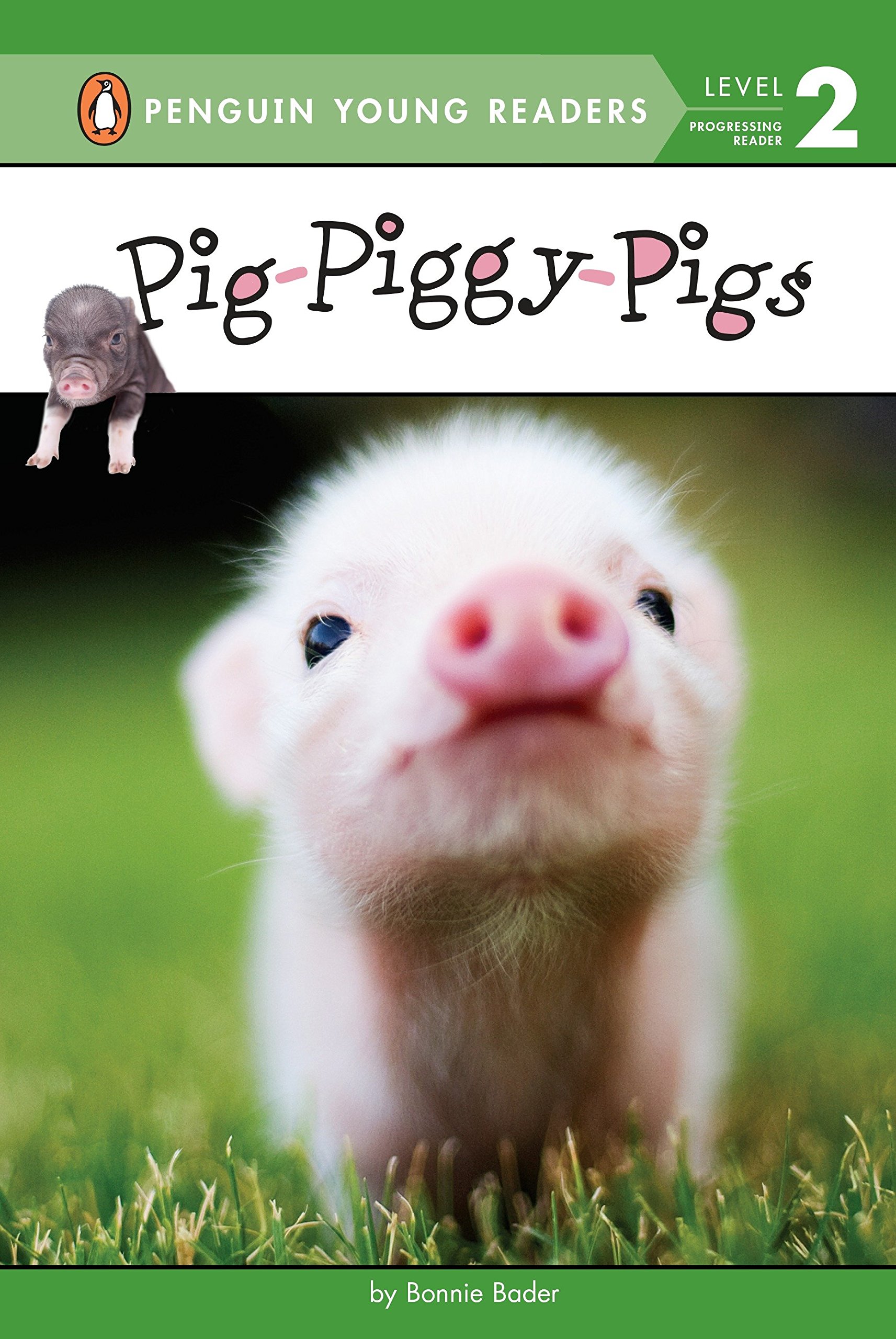 Detail Piggy Pic Nomer 27
