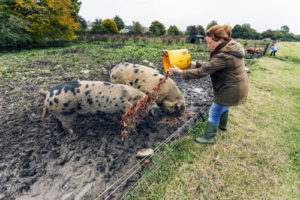 Download Pigs Photos Free Nomer 25