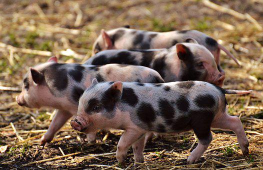 Download Pigs Photos Free Nomer 29