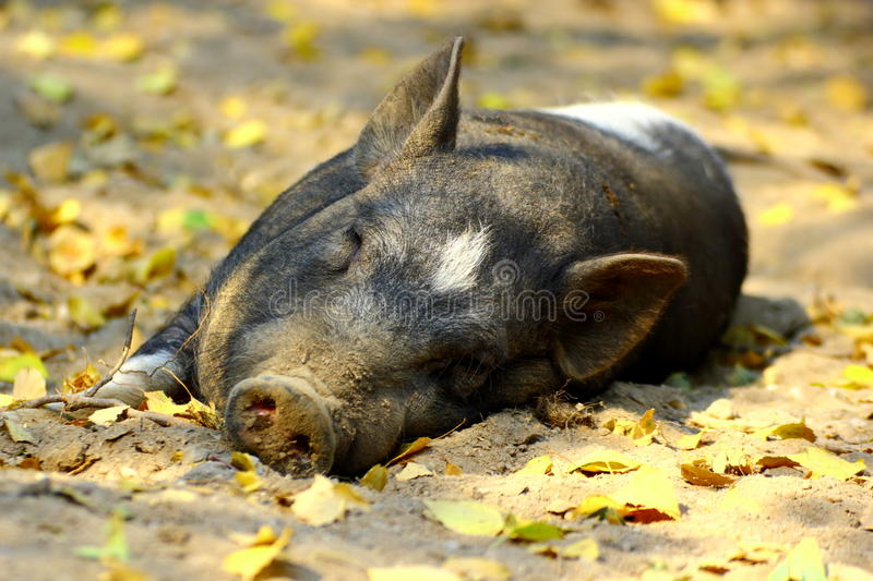 Detail Pigs Photos Free Nomer 35