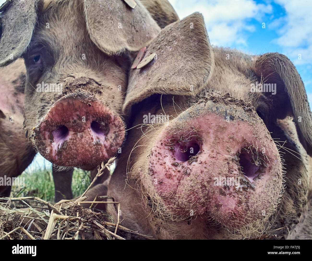 Detail Pigs Photos Free Nomer 47