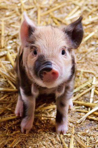 Detail Pigs Photos Free Nomer 49