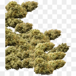 Detail Pile Of Weed Png Nomer 15