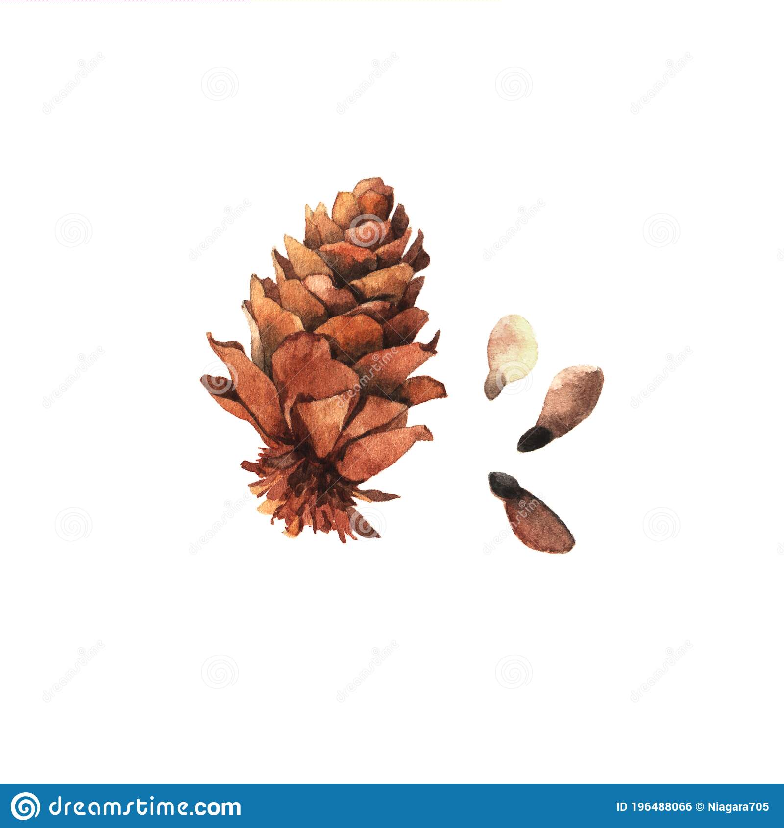 Detail Pine Cone Clip Art Nomer 29