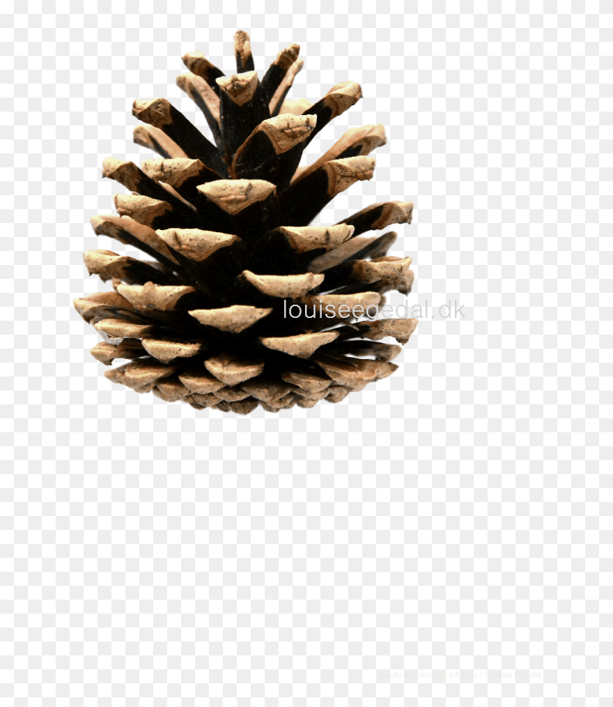 Detail Pine Cone Clipart Nomer 10