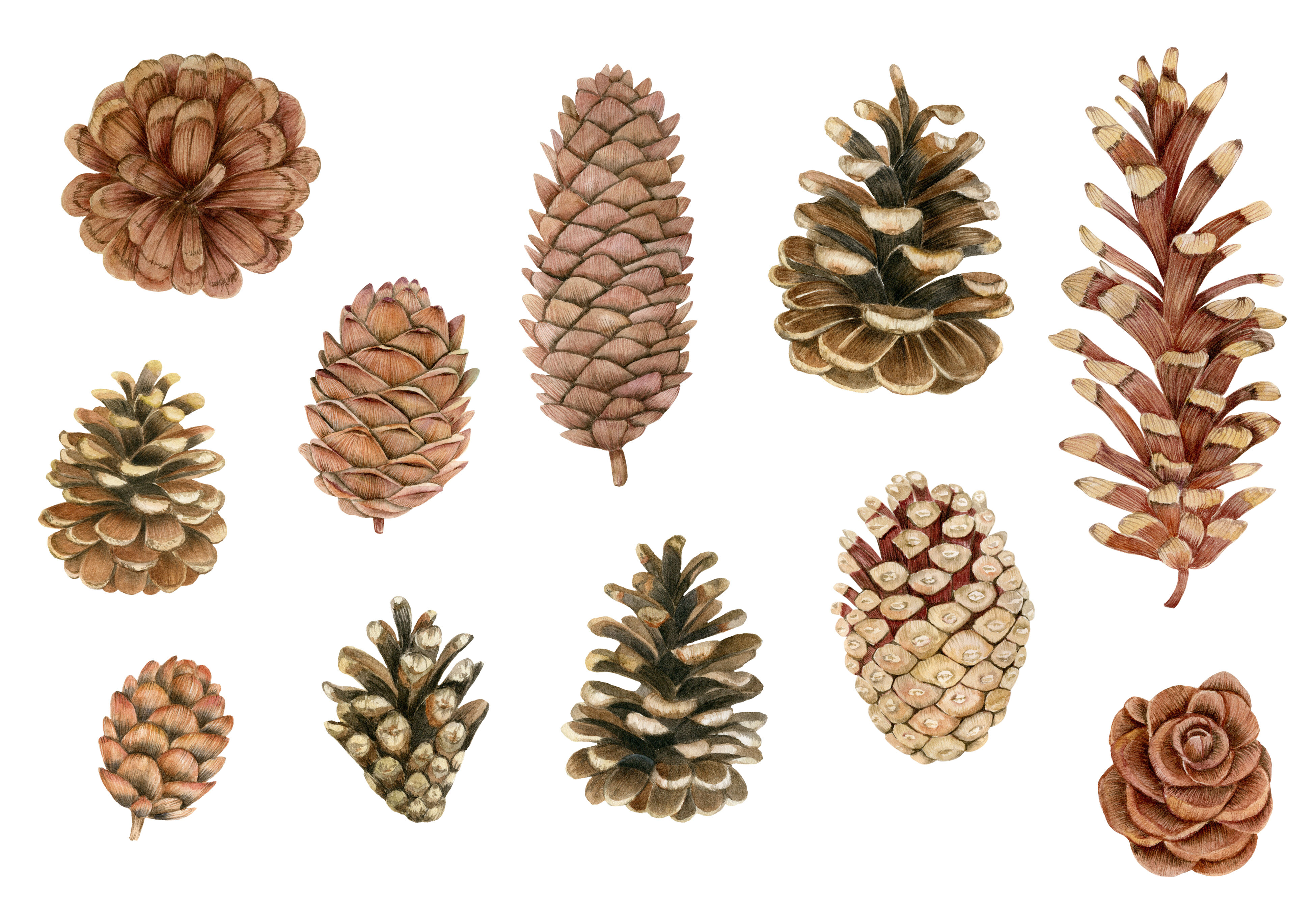 Detail Pine Cone Clipart Nomer 19