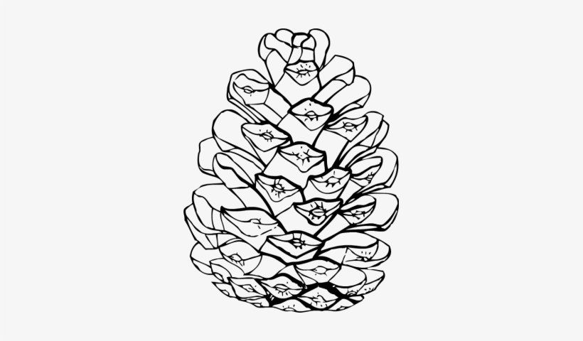 Detail Pine Cone Clipart Nomer 20