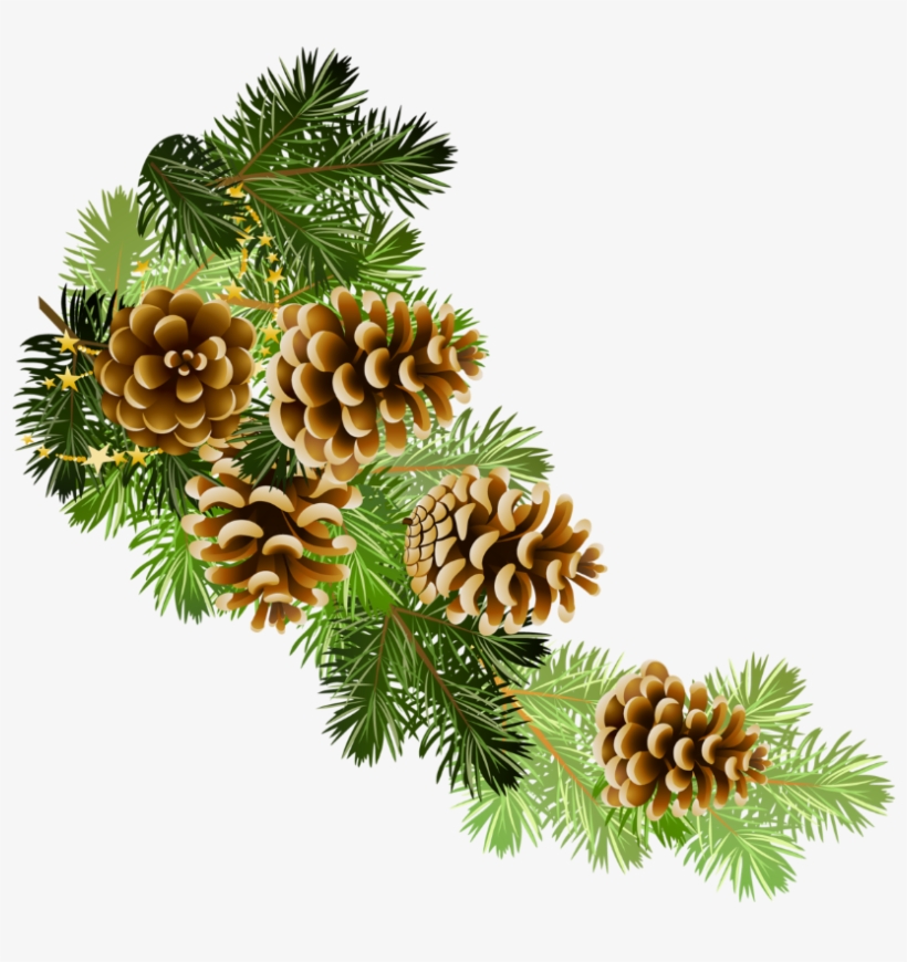 Detail Pine Cone Clipart Nomer 22