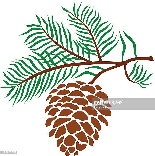 Detail Pine Cone Clipart Nomer 39