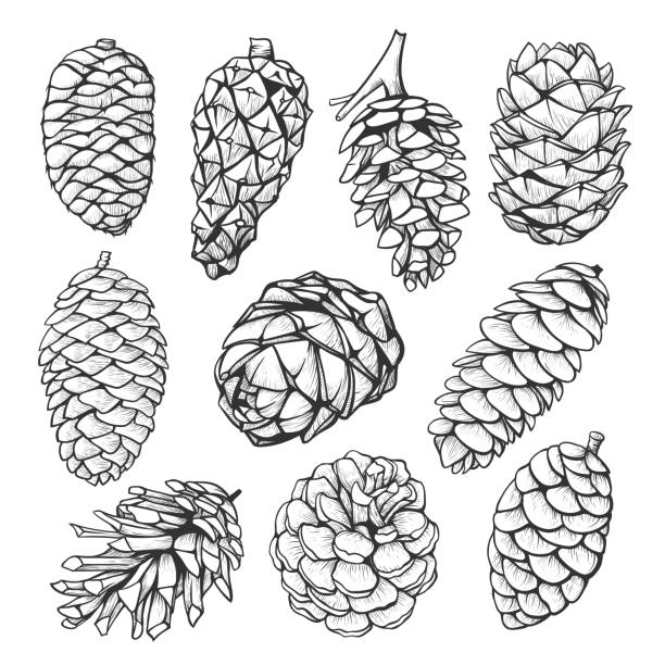 Detail Pine Cone Clipart Black And White Nomer 9