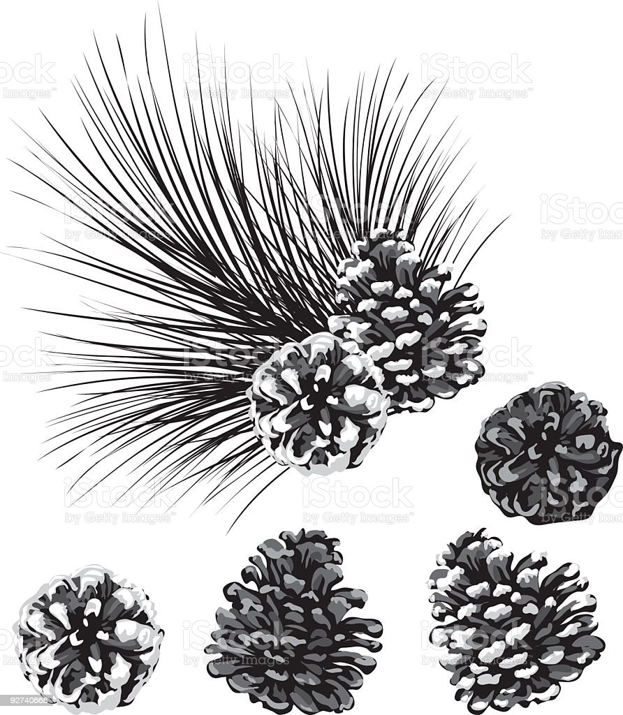 Detail Pine Cone Clipart Black And White Nomer 11