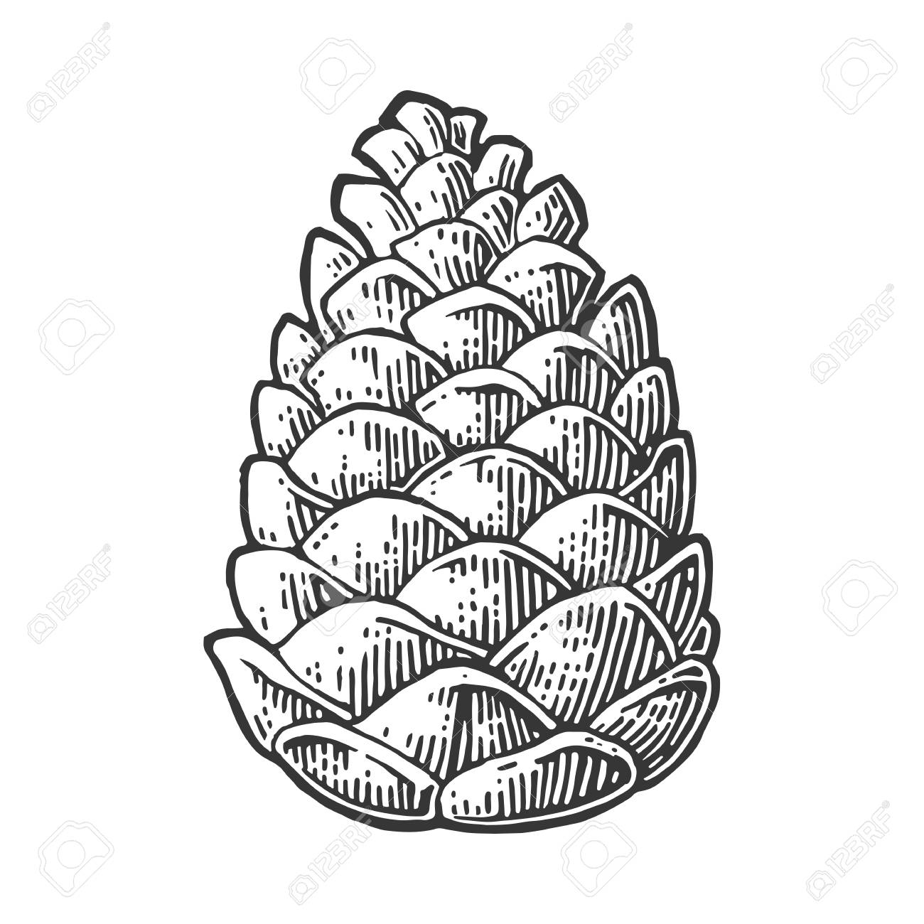 Detail Pine Cone Clipart Black And White Nomer 17